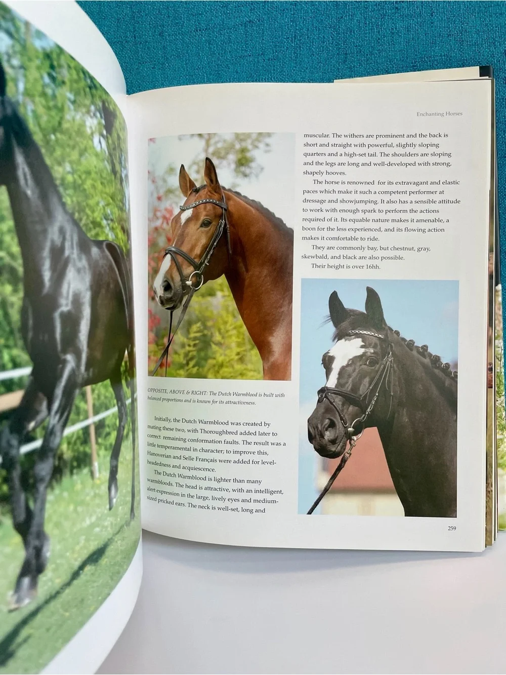 Enchanting Horses by Jennifer Anderson Hardcover book